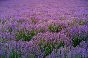 Lavender farm in Huocheng county, known as The City of Lavender, located on the way from Sayram Lake to Yining, Ili, in northwest China's Xinjiang Uyghur Autonomous Region, China