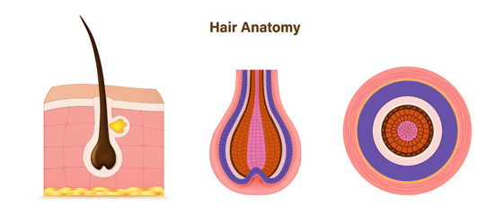 Structure of a hair follicle vector. Hair follicle anatomy. Cross section of hair. Skin structure.