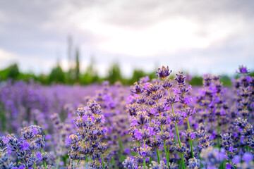 Fototapeta premium Lavender farm in Huocheng county, known as The City of Lavender, located on the way from Sayram Lake to Yining, Ili, in northwest China's Xinjiang Uyghur Autonomous Region, China