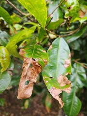 Close-up of Ochna integerrima leaves with leaf blight disease at Mekong Delta Vietnam.