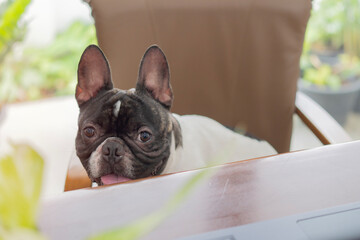 French bulldog sitting on a chair and looking tired at the camera during Climbing on the owner's desk.