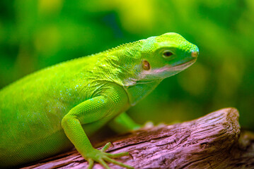 green iguana peeking from behind a rock
