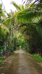 Obraz premium Narrow village street in countryside at Mekong Delta Vietnam.