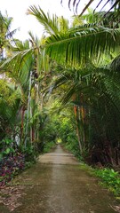 Obraz premium Narrow village path in countryside at Mekong Delta Vietnam.