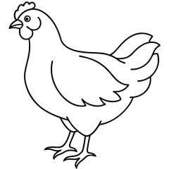 Fototapeta premium Chicken vector illustration.
