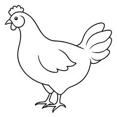 Fototapeta premiumChicken vector illustration. 