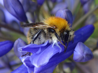 Common carder bee (Bombus pascuorum), male resting on blue African lily flowers