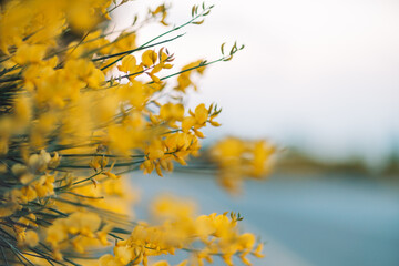A bunch of yellow flowers with a blurry background