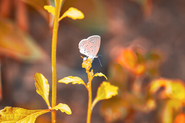 Pseudozizeeria maha sitting on a flower. Macro photo of a butterfly