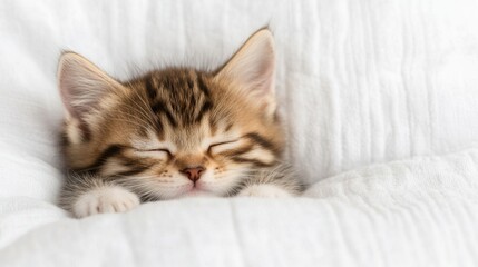 A Dreamy Moment: Adorable Kitten Snoozing in Soft, Cozy Fabrics and Light