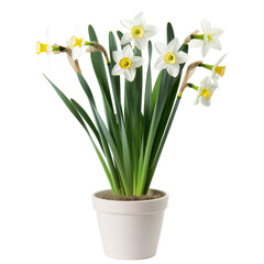 Fototapeta premium White and yellow daffodils in a pot isolated on transparent background, perfect for spring-themed designs, nature visuals, and eco-friendly projects