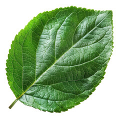 Obraz premium Apple Leaf Isolated on Transparent or White Background, PNG