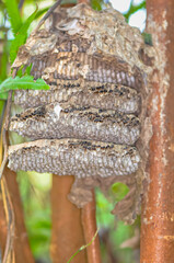 Large wasp nest on a tree in Thailand