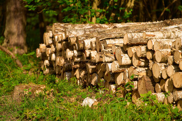 Forestry Work in Vast Countryside