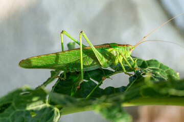 Close up of a great green bush-cricket (Tettigonia viridissima) 