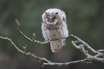 Portrait of a young Long-eared Owl perched on a branch
