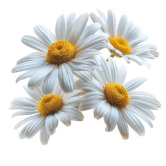 Chamomile Flowers on White Background Isolated on Transparent or White Background, PNG