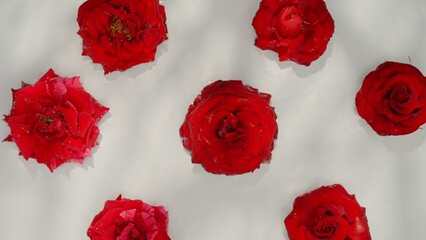 Floating Red Roses in Water with Dew Drops