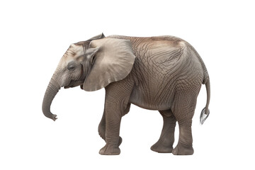 Fototapeta premium African elephant isolated on transparent background, side view