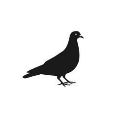 Pigeon vector character on white background