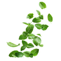 Falling Mint Leaves on White Background Isolated on Transparent or White Background, PNG