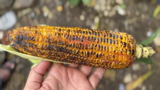 Bhutta is roasted or boiled corn, a popular street food in India, sprinkled with spices, lemon