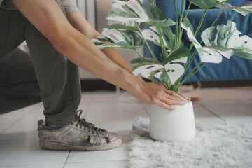 Gardener is crouching and carefully placing a potted plant with large green leaves on a soft carpet...