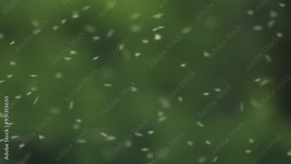 Poster a close-up shot captures a swarm of small lake flies (chironomidae) flying in a swarm in front of a 