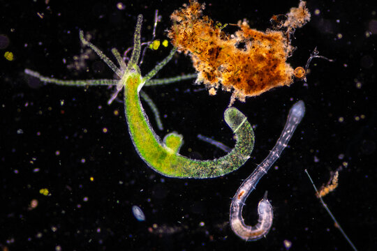 Hydra is a genus of small, fresh-water animals of the phylum Cnidaria and class Hydrozoa under the microscope for education.