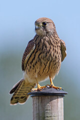 Common kestrel (Falco tinnunculus)