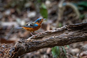 Small birds in Ma Da forest in Vinh Cuu district, Dong Nai province, Vietnam