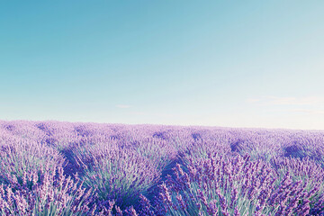  field of lavender under a clear blue sky, big copy space