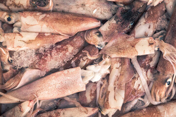Fresh Squid Pile on Store Counter