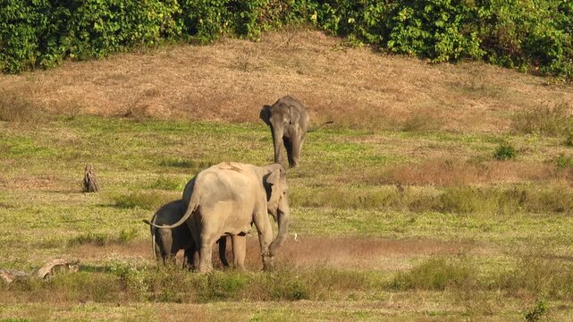 Asia wild elephent at Kui Buri Nation Park, Prachuabkirikhan Province, Thailand.
