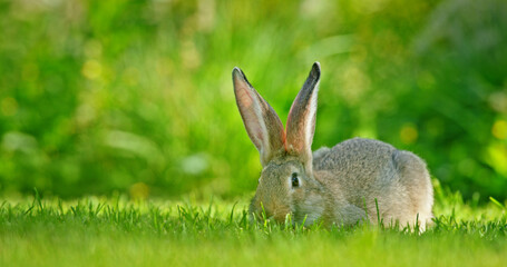 A brown rabbit with large ears grazing on a lush green lawn, blending into the surrounding vegetation.