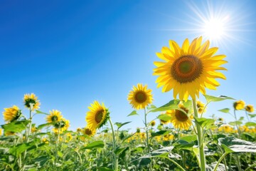 Vibrant sunflowers basking in the sunlight against a clear blue sky, showcasing the beauty of nature in a lively field.