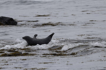 Seals at Ytri Tunga, Westfjords, Iceland