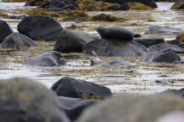 Seals at Ytri Tunga, Westfjords, Iceland