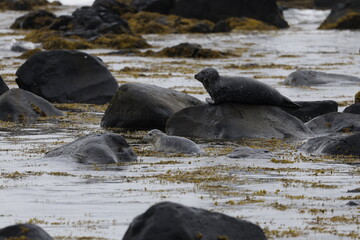 Naklejka premium Seals at Ytri Tunga, Westfjords, Iceland