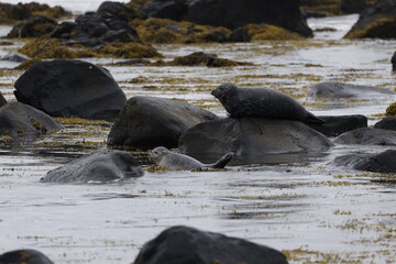Seals at Ytri Tunga, Westfjords, Iceland