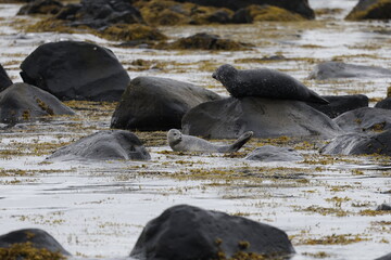 Seals at Ytri Tunga, Westfjords, Iceland