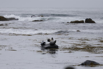 Fototapeta premium Seals at Ytri Tunga, Westfjords, Iceland