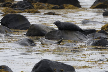 Fototapeta premium Seals at Ytri Tunga, Westfjords, Iceland