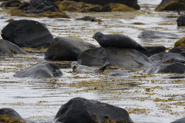 Seals at Ytri Tunga, Westfjords, Iceland