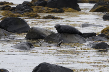 Seals at Ytri Tunga, Westfjords, Iceland
