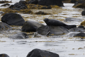 Seals at Ytri Tunga, Westfjords, Iceland