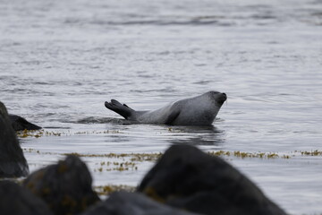 Seals at Ytri Tunga, Westfjords, Iceland