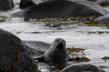 Naklejka premium Seals at Ytri Tunga, Westfjords, Iceland