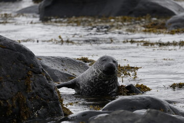 Seals at Ytri Tunga, Westfjords, Iceland
