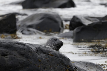 Seals at Ytri Tunga, Westfjords, Iceland